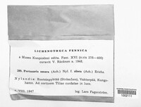 Pertusaria amara f. amara image